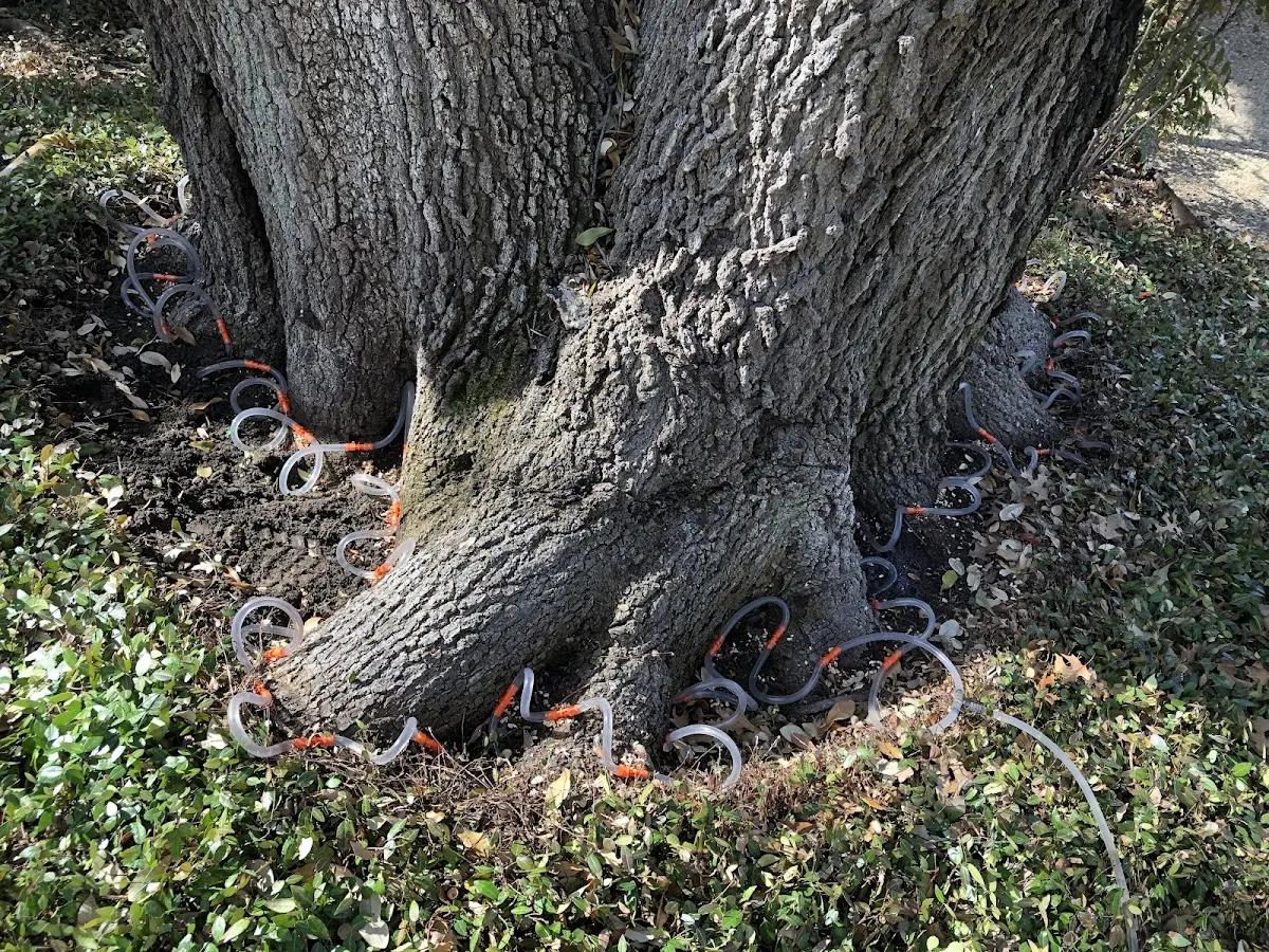 Detailed Tree Cabling and Bracing job site in Bay Center