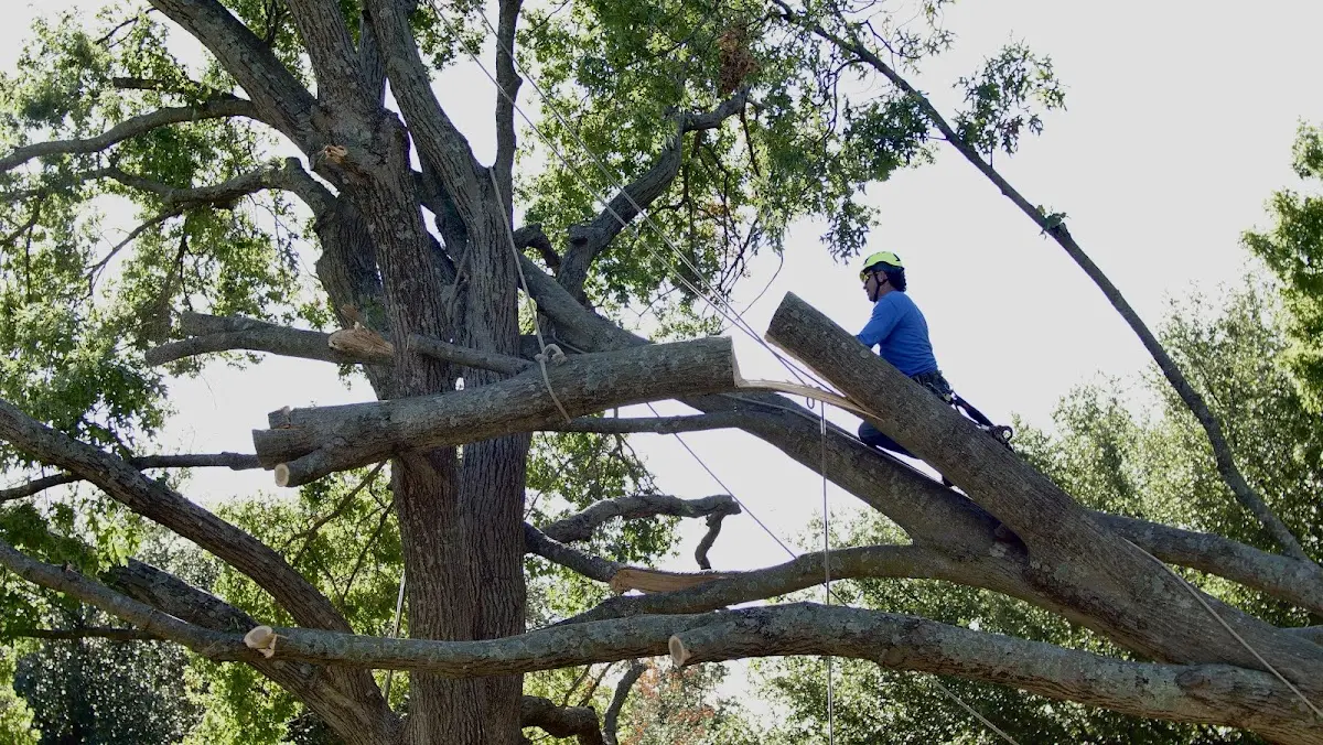 Professional Crown Thinning performed by certified arborists in Bay Center