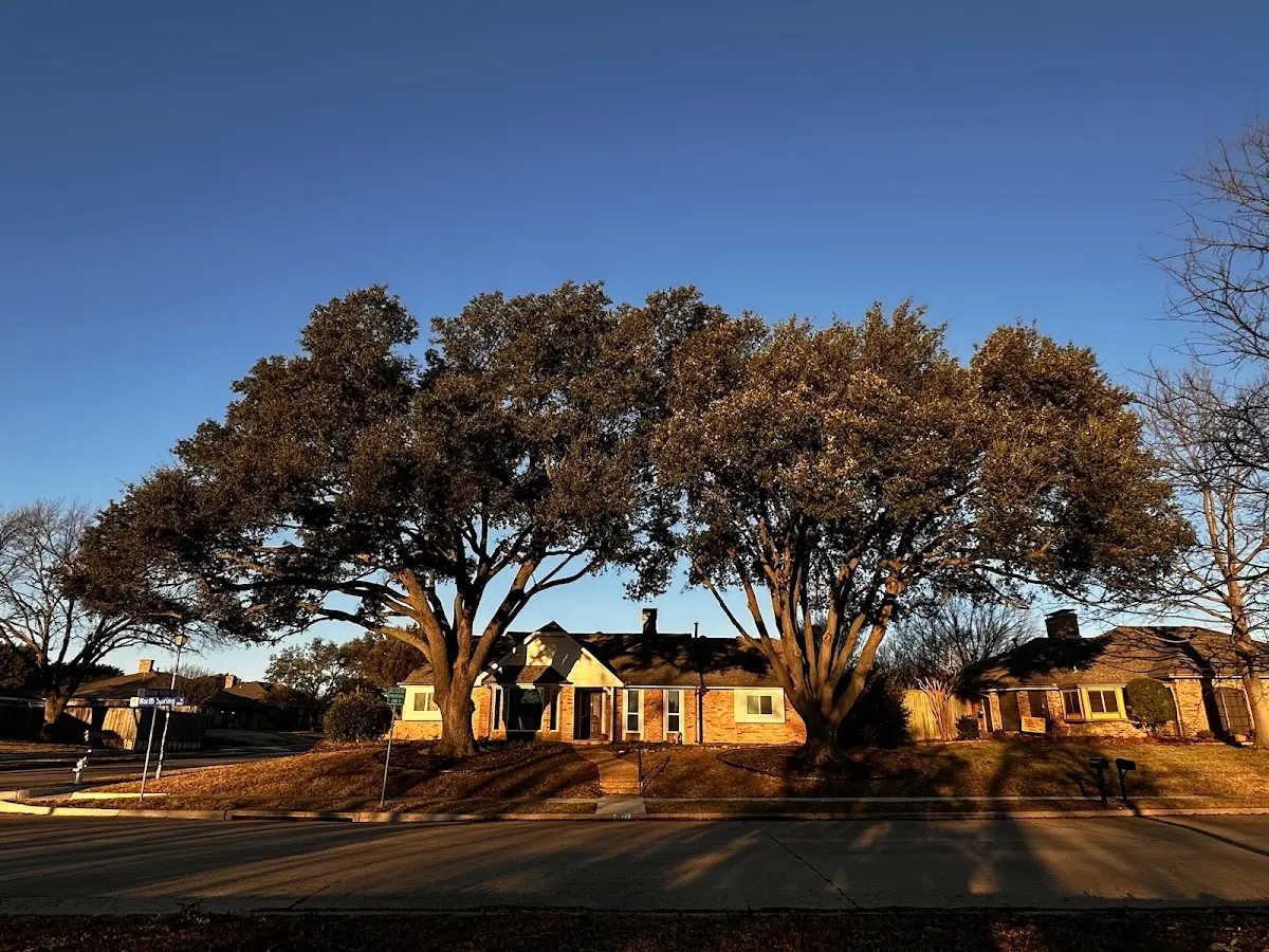 Established residential canopy tree shading a home in Bay Center